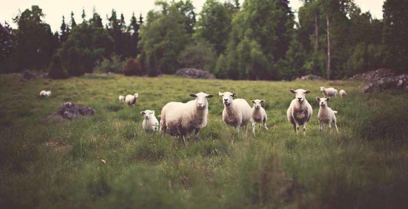 sheep-820x420.jpg